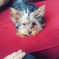 Yorkshire Terrier, Köpek  Zeytin fotoğrafı