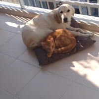Golden Retriever, Köpek  Athena fotoğrafı