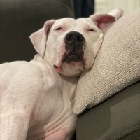 Dogo Arjantin, Köpek  Ceku fotoğrafı