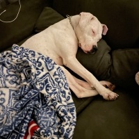 Dogo Arjantin, Köpek  Ceku fotoğrafı