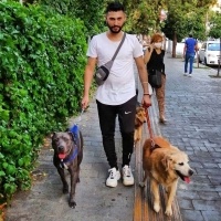 Amerikan Staffordshire Terrier, Köpek  Myefe. 35 fotoğrafı