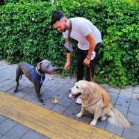 Amerikan Staffordshire Terrier, Köpek  Myefe. 35 fotoğrafı