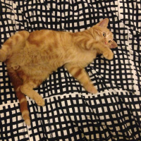 Tekir Kedi, Kedi  turunç fotoğrafı