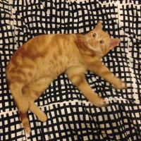 Tekir Kedi, Kedi  turunç fotoğrafı