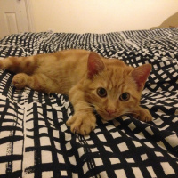 Tekir Kedi, Kedi  turunç fotoğrafı