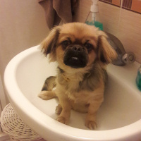 Pekingese, Köpek  cookie fotoğrafı
