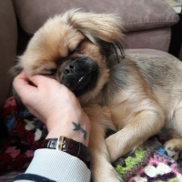 Pekingese, Köpek  cookie fotoğrafı