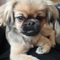 Pekingese, Köpek  cookie fotoğrafı