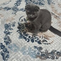 Scottish Fold, Kedi  MİA fotoğrafı