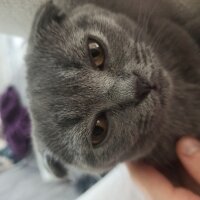 Scottish Fold, Kedi  MİA fotoğrafı