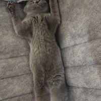 Scottish Fold, Kedi  MİA fotoğrafı