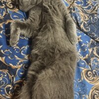 Scottish Fold, Kedi  MİA fotoğrafı