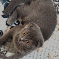 Scottish Fold, Kedi  MİA fotoğrafı