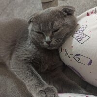 Scottish Fold, Kedi  MİA fotoğrafı