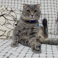 Scottish Fold, Kedi  Suşi fotoğrafı