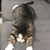 Tekir Kedi, Kedi  bihter fotoğrafı