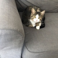 Tekir Kedi, Kedi  bihter fotoğrafı
