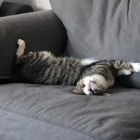 Tekir Kedi, Kedi  bihter fotoğrafı