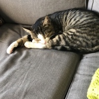 Tekir Kedi, Kedi  bihter fotoğrafı