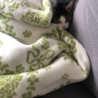Tekir Kedi, Kedi  bihter fotoğrafı