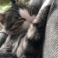 Tekir Kedi, Kedi  bihter fotoğrafı