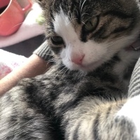 Tekir Kedi, Kedi  bihter fotoğrafı