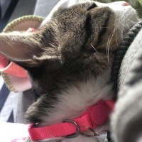 Tekir Kedi, Kedi  bihter fotoğrafı