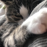 Tekir Kedi, Kedi  bihter fotoğrafı