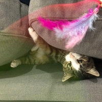 Tekir Kedi, Kedi  bihter fotoğrafı