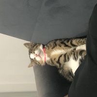 Tekir Kedi, Kedi  bihter fotoğrafı