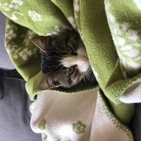 Tekir Kedi, Kedi  bihter fotoğrafı