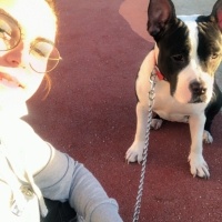 Amerikan Staffordshire Terrier, Köpek  ALİCE FOSTER fotoğrafı