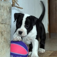 Amerikan Staffordshire Terrier, Köpek  ALİCE FOSTER fotoğrafı