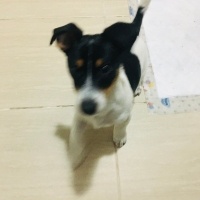 Jack Russell Terrier, Köpek  Çakır fotoğrafı