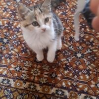 Tekir Kedi, Kedi  Karışık fotoğrafı