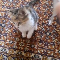 Tekir Kedi, Kedi  Karışık fotoğrafı