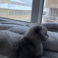 British Shorthair, Kedi  Bulut fotoğrafı