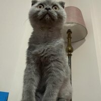 British Shorthair, Kedi  Bulut fotoğrafı