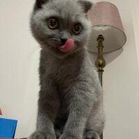 British Shorthair, Kedi  Bulut fotoğrafı