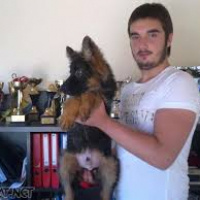 Alman Çoban Köpeği, Köpek  kara fotoğrafı