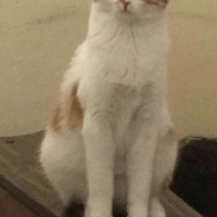 Sarman, Kedi  Güneş fotoğrafı