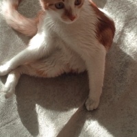 Sarman, Kedi  Güneş fotoğrafı