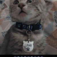 Sarman, Kedi  Güneş fotoğrafı
