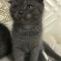 Scottish Fold, Kedi  Scottish fold fotoğrafı