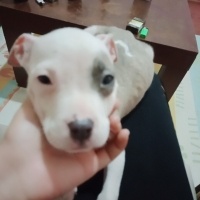 Amerikan Staffordshire Terrier, Köpek  Pars fotoğrafı