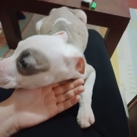 Amerikan Staffordshire Terrier, Köpek  Pars fotoğrafı