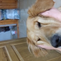 Golden Retriever, Köpek  Şila fotoğrafı