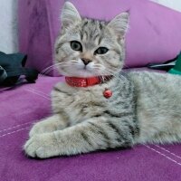 British Shorthair, Kedi  Adını koymadık fotoğrafı