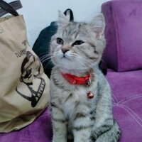 British Shorthair, Kedi  Adını koymadık fotoğrafı