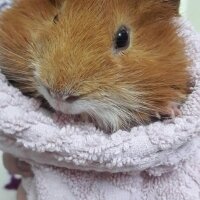 Guinea Pig, Kemirgen  Alvin ve Yakışıklı fotoğrafı